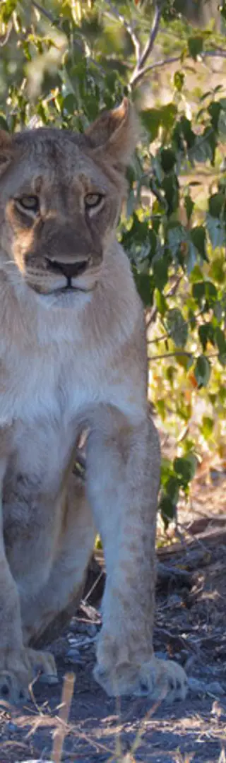 Das frühe Aufstehen lohnt sich